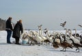 Trumpeter swan feeding in Winter Royalty Free Stock Photo