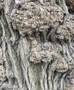 Burls on Bark