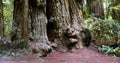 Burls Cluster on Base of Redwood