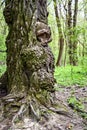 Burls on oak tree trunk