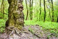 Burls on oak tree trunk in spring day