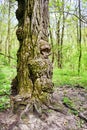 Burls on oak tree trunk in spring day