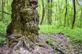 Burls on old oak tree trunk