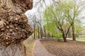 Burls on a Poplar Tree