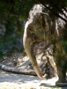 Burma the asian elephant @ Auckland zoo