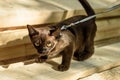 Burma cat with leash walking on lumber, collared pet is on wood planks outdoor. Young brown cat plays with timber outside house