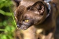 Burma cat with leash walking outside, close view of face of collared young brown cat wandering outdoor adventure and sniffing