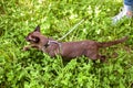 Burma cat with leash walking outside, collared pet wandering outdoor adventure in park or garden