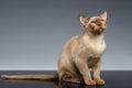 Burma Cat Sits and Looking up on Gray Royalty Free Stock Photo