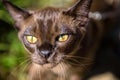 Burma cat walking outside, close-up face of brown cat in backyard garden