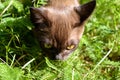 Burma cat walking in park or garden, pet going on grass and sniffing plants