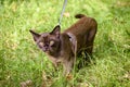 Burma cat wearing harness goes on grass in summer. Young brown cat, kitten with leash in backyard