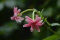 Burma creeper flower, Combretum Indicum