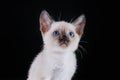 Burma kitten. Portrait on a black background Royalty Free Stock Photo