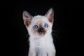 Burma kitten. Portrait on a black background Royalty Free Stock Photo