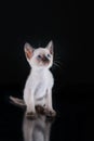 Burma kitten. Portrait on a black background Royalty Free Stock Photo