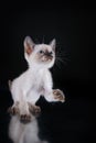 Burma kitten. Portrait on a black background Royalty Free Stock Photo