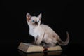 Burma kitten. Portrait on a black background Royalty Free Stock Photo