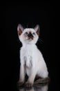 Burma kitten. Portrait on a black background Royalty Free Stock Photo