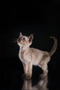 Burma kitten. Portrait on a black background Royalty Free Stock Photo