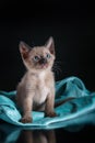 Burma kitten. Portrait on a black background Royalty Free Stock Photo