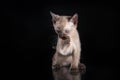Burma kitten. Portrait on a black background Royalty Free Stock Photo