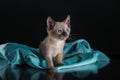 Burma kitten. Portrait on a black background Royalty Free Stock Photo