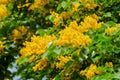 Burma padauk tree flower