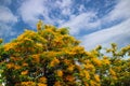 Burma padauk wood resembling mahogany and blue sky background