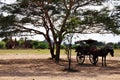 Burma people riding horse drawn carriage stop and waiting service burmese people and foreign travelers travel visit around ancient Royalty Free Stock Photo