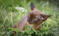 Burman Kitty  in a green grass Royalty Free Stock Photo