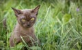 Burman Kitty  in a green grass Royalty Free Stock Photo