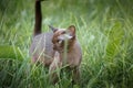 Burman Kitty  in a green grass Royalty Free Stock Photo