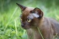 Burman Kitty in a green grass Royalty Free Stock Photo