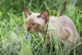 Burman Kitty in a green grass Royalty Free Stock Photo