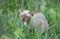 Burman Kitty in a green grass Royalty Free Stock Photo
