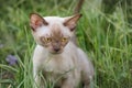 Burman Kitty  in a green grass Royalty Free Stock Photo