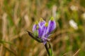 Burmannia disticha is a biennial plant in nature.