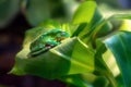 Burmeister\'s Leaf Frog Royalty Free Stock Photo
