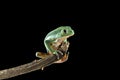 Burmeisters leaf frog and common walking leaf frog isolated on black background