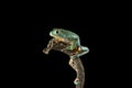 Burmeisters leaf frog and common walking leaf frog isolated on black background