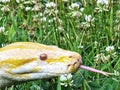 Burmese albino ball pythons