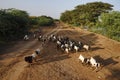 Burmese bring cow and goat walking on road in Bagan , Myanmar Royalty Free Stock Photo