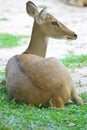 Burmese brow-antlered deer