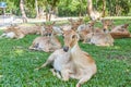 Burmese brow-antlered deer