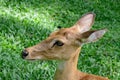 Burmese brow-antlered deer Royalty Free Stock Photo