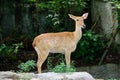 Burmese brow-antlered deer Royalty Free Stock Photo