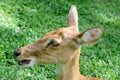 Burmese brow-antlered deer Royalty Free Stock Photo