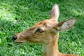 Burmese brow-antlered deer Royalty Free Stock Photo