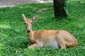Burmese brow-antlered deer Royalty Free Stock Photo